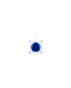 NXESB.B

